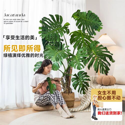 【包成活】龟背竹客厅大盆栽大叶四季长青花卉绿植好养活净化空气