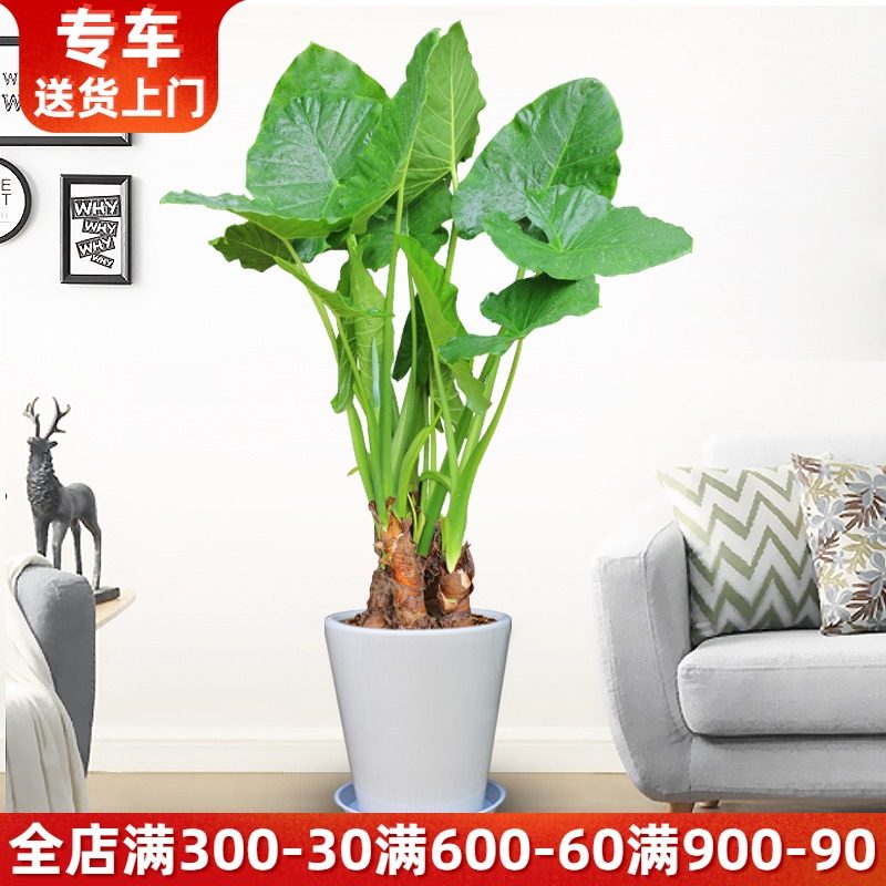 滴水观音盆栽 大型植物净化空气室内绿植办公室客厅阳台绿化 海芋