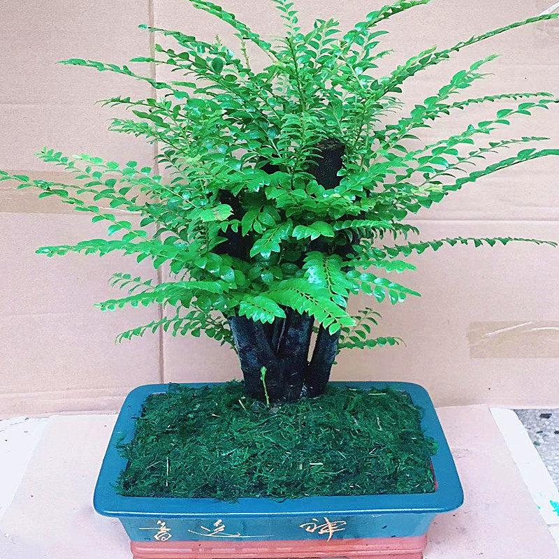 室内名贵小叶紫檀盆景树桩四季常青桌面绿植黑骨茶黑檀木盆栽