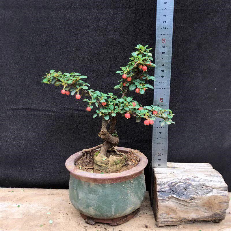 荀盆栽造型矮霸小叶白花果荀盆景树苗室内植物红果荀
