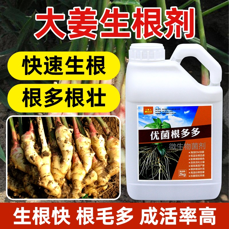 姜生根剂生姜根多多生根壮苗剂生姜苗微生物菌剂溶肥肥