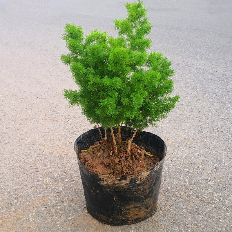 蓬莱松盆栽植物绣球松松叶好养花卉室内阳台盆景绿植长青