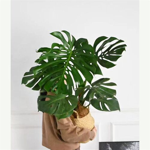 大型精品龟背竹大叶室内造型植物盆栽四季落地室好养耐阴