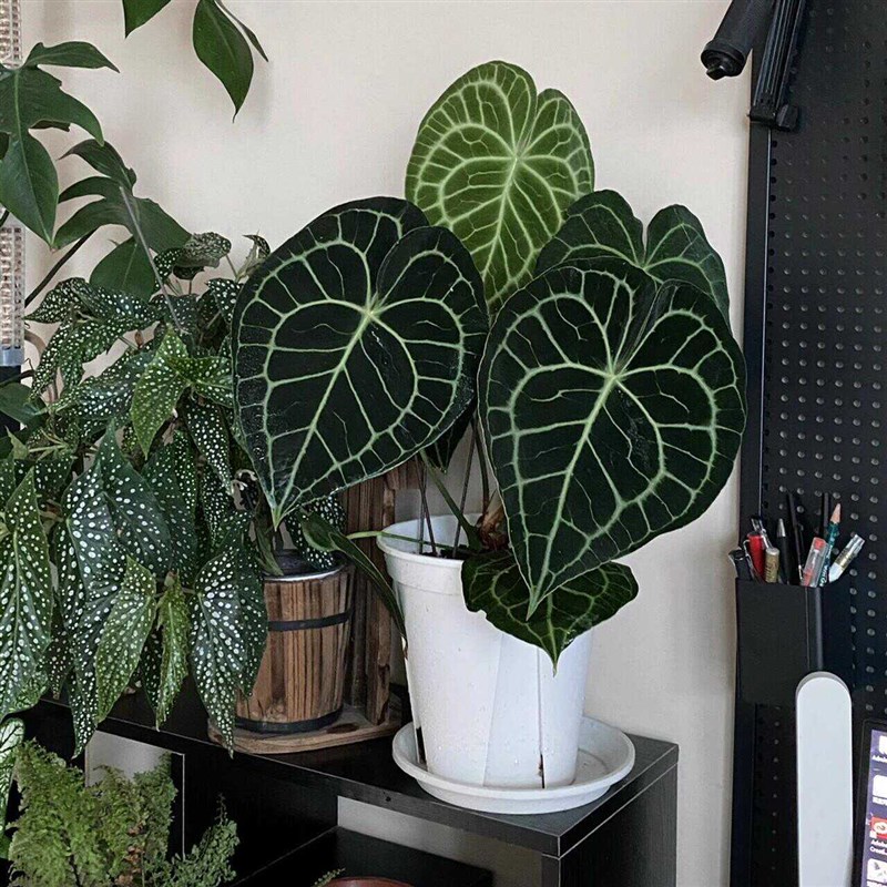 克莱恩晶花烛热植盆栽锣烧哥伦比亚心形叶片植物观叶