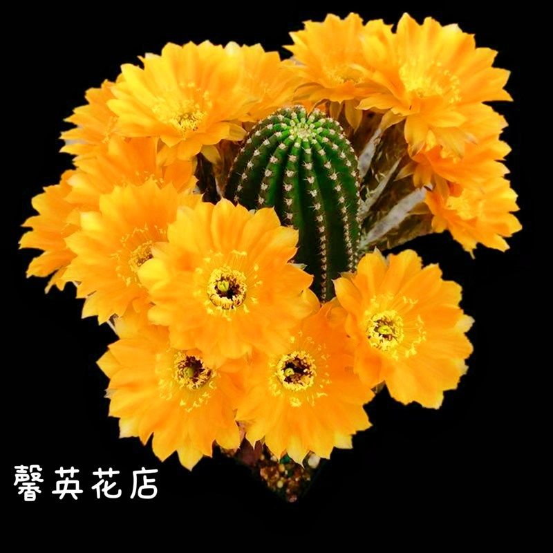黑金刚仙人球带花苞开花室内盆栽多肉植物仙人掌实生室辐射