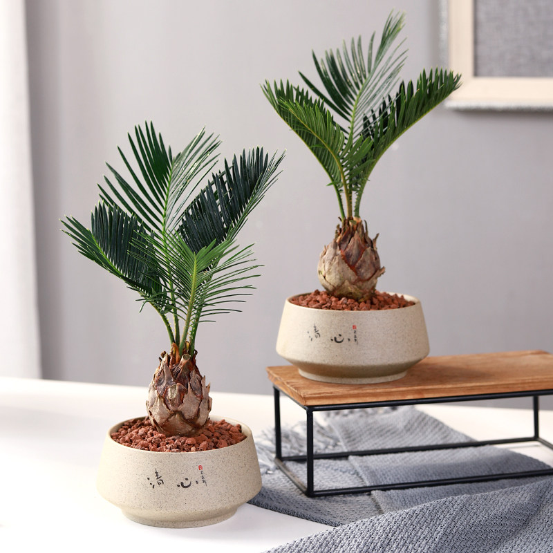 铁树盆栽植物室内花卉盆栽易活桌上室绿植好养活四季不怕晒的