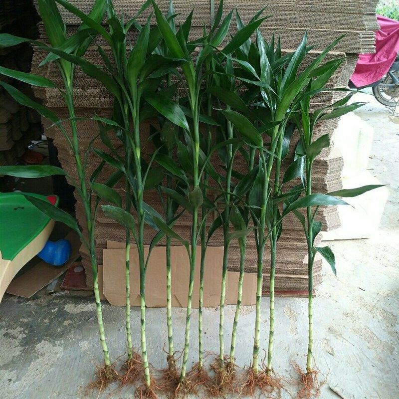 带根超大号富贵竹富贵竹水养土培绿植植物带跟好养竹子花卉鲜盆栽