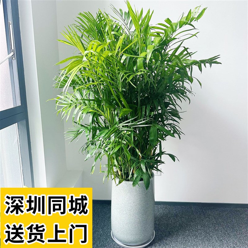 夏威夷竹盆栽 凤尾竹室内客厅大型绿植 袖珍叶夏威夷盆景富贵花卉