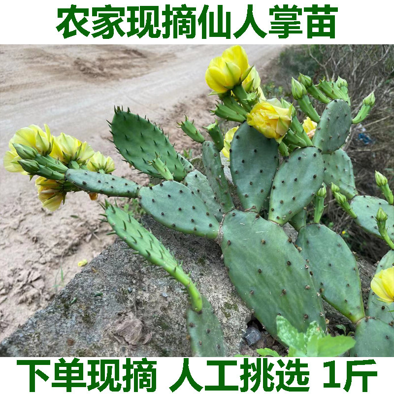 多肉植物盆栽仙人掌仙人掌苗 观赏仙人掌 仙人掌带花苞精选一株