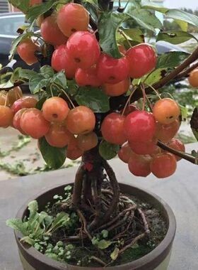 海棠花盆栽冬红果老桩盆景树苗阳台花卉庭院耐寒植物原生重瓣海棠