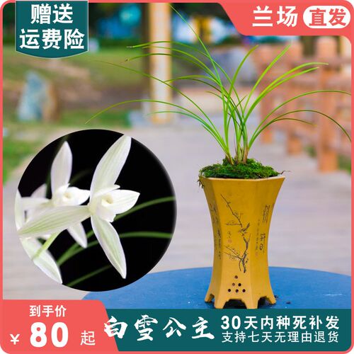白雪公主兰花盆栽植物名贵莲瓣兰兰草大众国兰场高档兰花苗带花苞