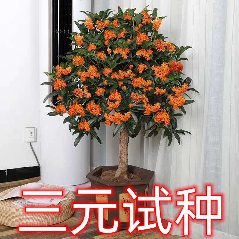精品嫁接原生桂花树苗金桂四季桂大树浓香型庭院种植阳台室内盆栽
