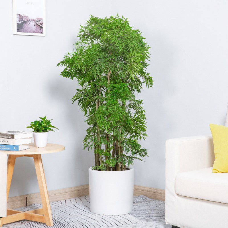 花兮绘羽叶福禄桐盆栽型室内吸甲醛金钱兜植物老桩盆景