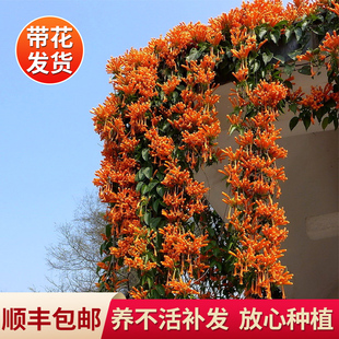 凌霄花树苗爬藤植物四季开v花卉绿植盆栽庭院阳台炮仗花特大苗耐