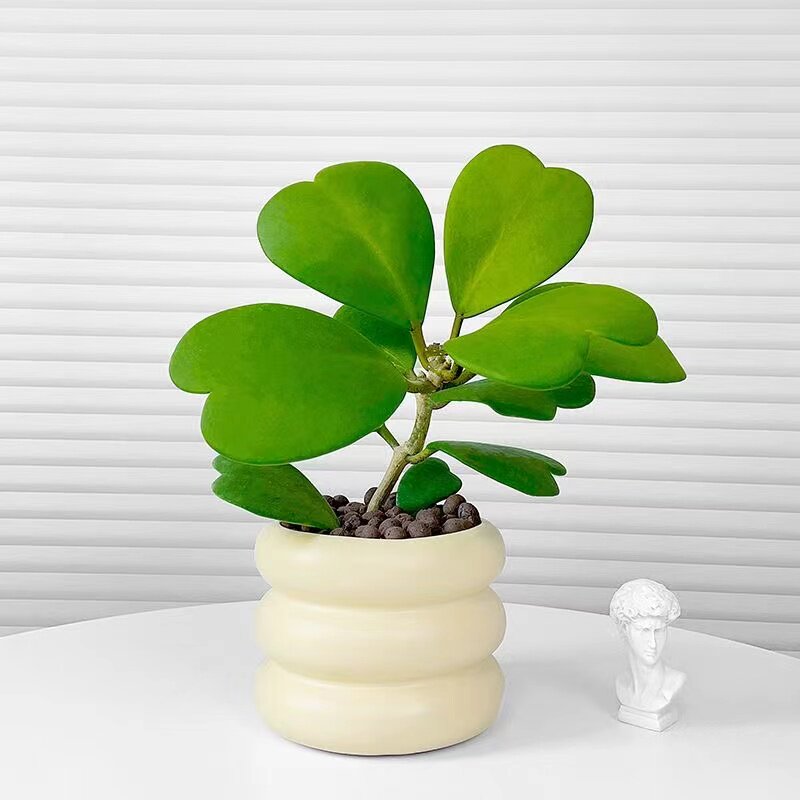 心叶球兰多肉植物室内绿植花卉好养活盆栽吸甲醛净化空气