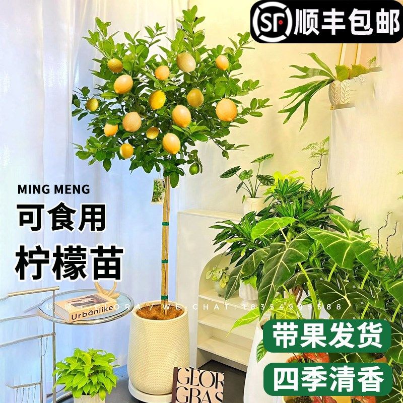 香水柠檬树客厅大盆栽可食用绿植花卉植物室内花阳台四季开花好养,鲜花速递/花卉仿真/绿植园艺,大型绿植/成品组合盆栽,淘宝优惠券,粉丝福利购,淘宝优惠卷