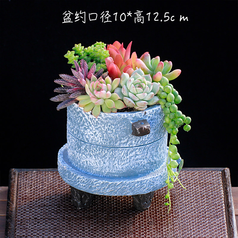 多肉植物组合盆栽含盆土绿植花卉室内泥陶瓷盆肉肉种好发货
