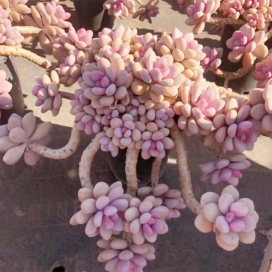 老桩桃蛋超大多肉植物室内阳台盆栽花卉创意办公桌绿植基地直发