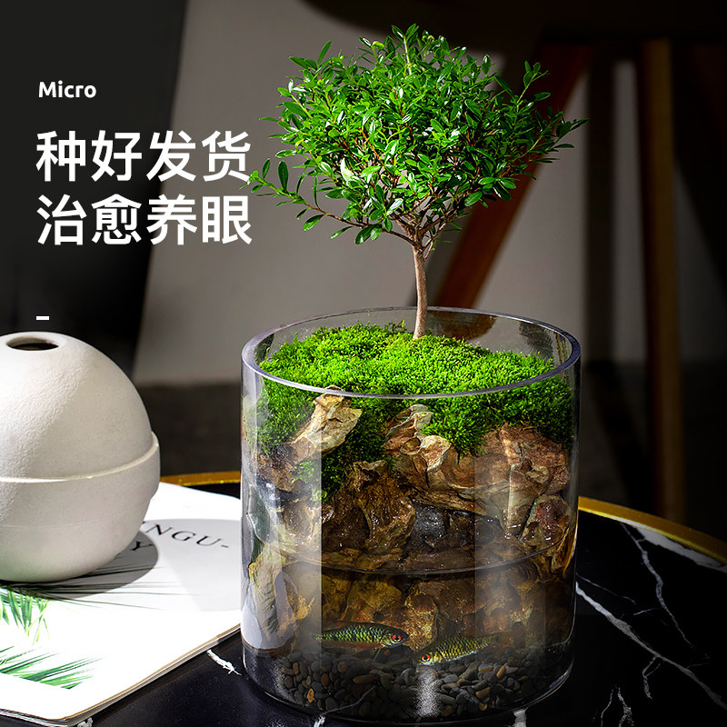 生态瓶苔藓微景观桌面盆栽青苔造景植物闷养鱼缸办公室内水培绿植