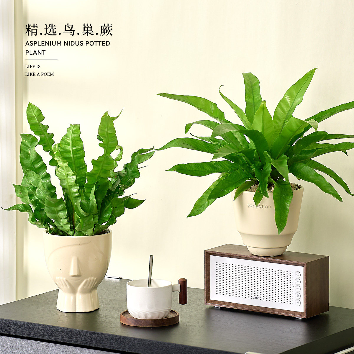 鸟巢蕨客厅绿植室内盆栽植物家里门口卫生间卧室工位好养活高级感