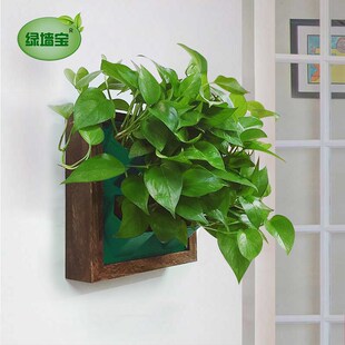 墙上立体相框挂墙挂壁绿萝花架天台阳台自动吸水免打孔壁挂花盆