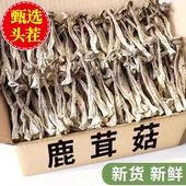 鹿茸菇大碎片500g干货脆脆菇鹿茸菌包子饺子馅料食用菌古田土特产