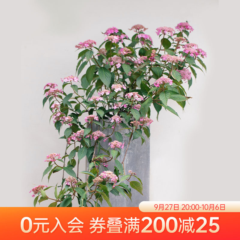 海蒂的花园绣球花苗山绣球花庭院阳台易爆盆植物耐阴花卉盆栽,鲜花速递/花卉仿真/绿植园艺,绣球/木绣球/木本植物,淘宝优惠券,粉丝福利购,淘宝优惠卷