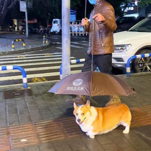 狗狗雨伞下雨遛狗牵引绳柯基雨衣宠物专用雨伞透明泰迪中小型犬