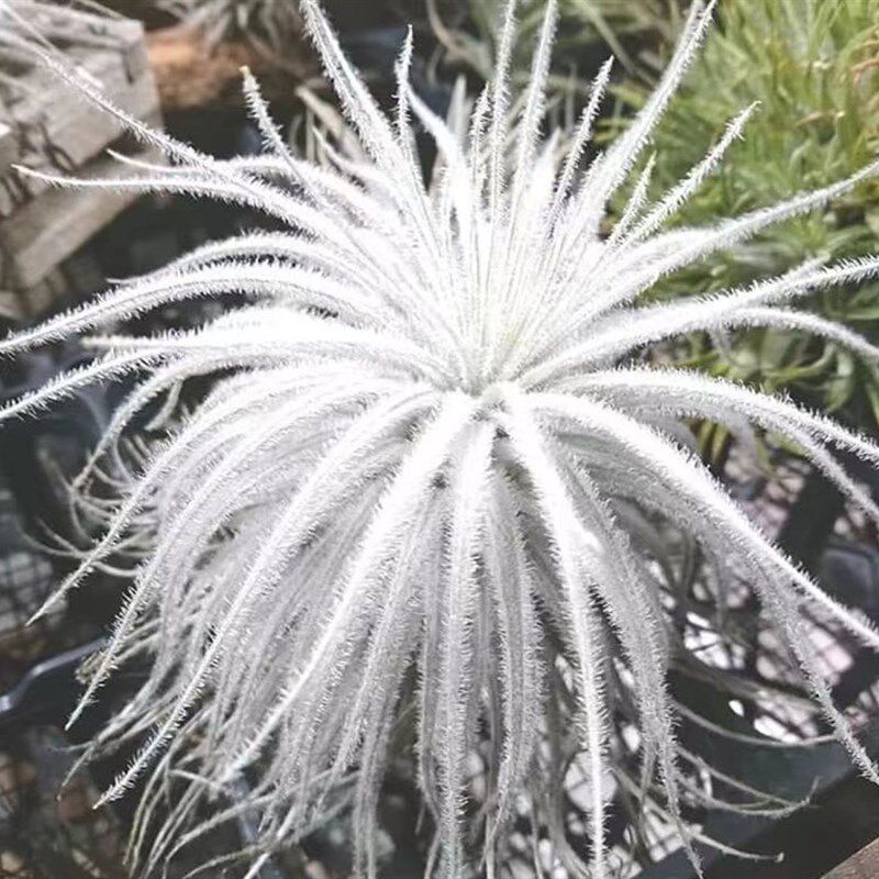 空气凤梨植物 白色 鸡毛掸子 绿植盆栽花草