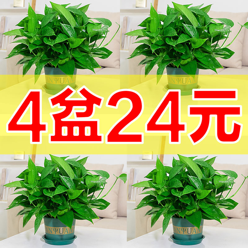 绿萝盆栽室内植物垂吊大盆绿植花卉大叶长藤客厅恐龙蛋花盆绿箩