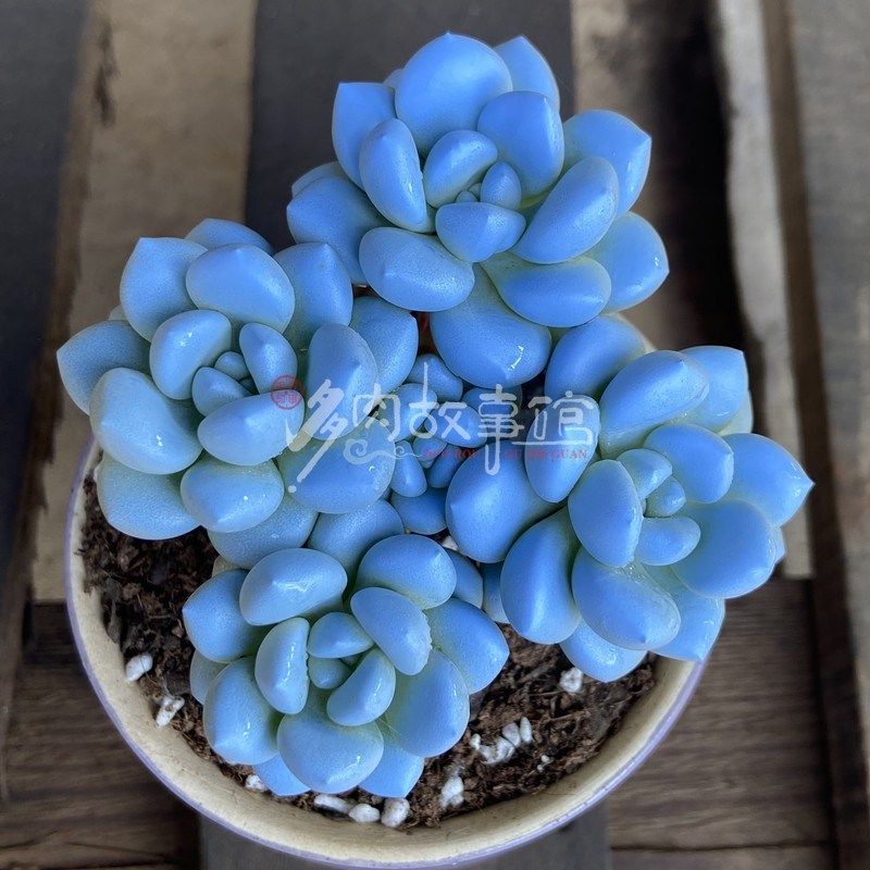 多肉植物 泡泡糖多头  含盆含土栽好发货美观高级趣味花卉