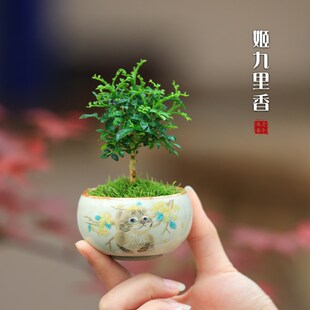 九里香迷你桌面花卉达摩九里香四季常绿小盆栽办公桌茶室创意盆景