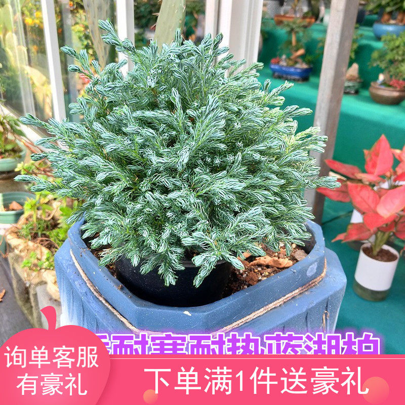 蓝湖柏盆栽蓝色波尔瓦蓝柏蓝冰柏卷柏净化空气耐寒花园绿植冬季花