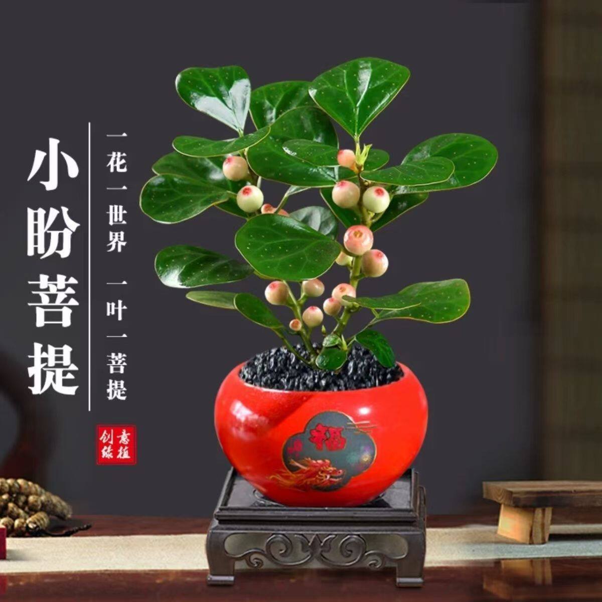 小盼菩提树盆栽带果发货室内绿植花卉客厅办公室桌面招财摆件植物
