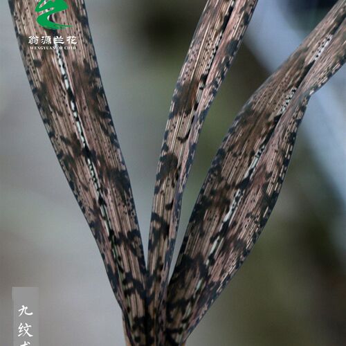 翁源兰花苗【九纹龙】斑草老种好看好养桌面高端室内花卉盆栽送礼