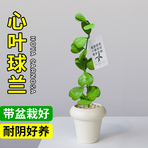 心叶球兰多肉植物室内盆栽老桩一片心办公室桌面绿植仙人掌治愈系
