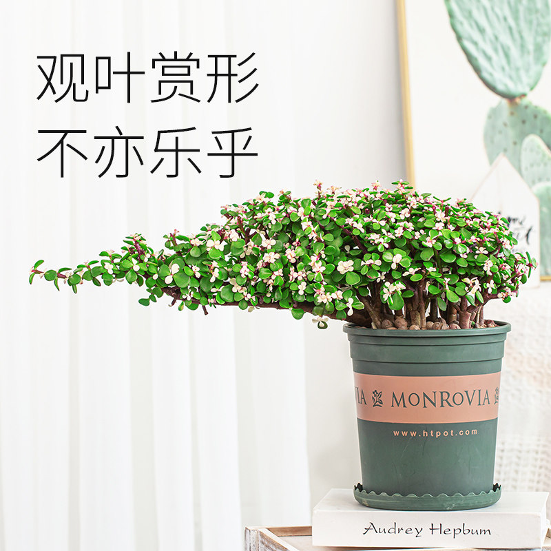 金枝玉叶盆栽老桩造型盆景植物稀有品种大株肉肉雅乐之舞花卉多肉