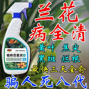 兰花黑斑病专用杀菌药治黄叶焦尖叶子发黄肥料烂根枯枝黑腐营养液