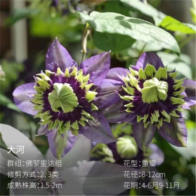 【大河】1.5加仑铁线莲阳台庭院地载盆栽爬藤花卉植物四季开花