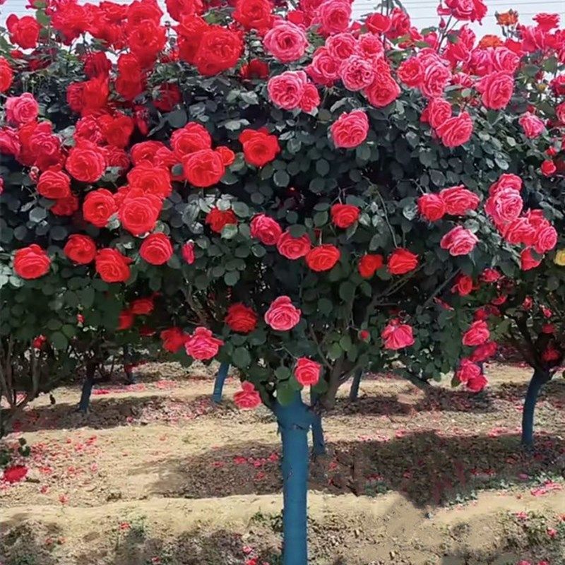 树状月季花苗盆栽棒棒糖树形四季大花卉绿植树桩月季树苗盆景高杆
