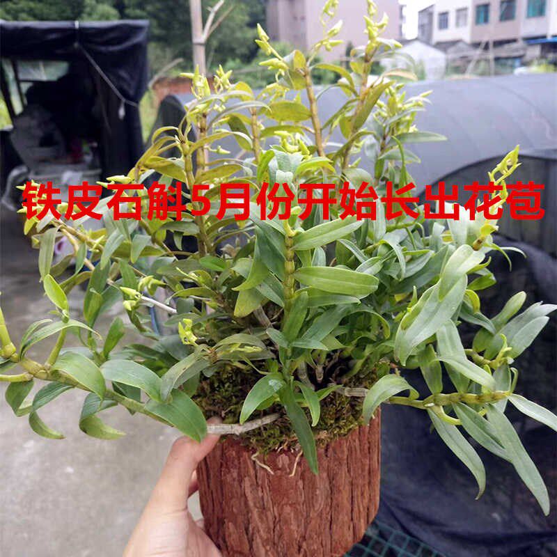 大号可食用铁皮石斛苗木桩种植苗栽好石斛花卉石斛兰科盆 栽