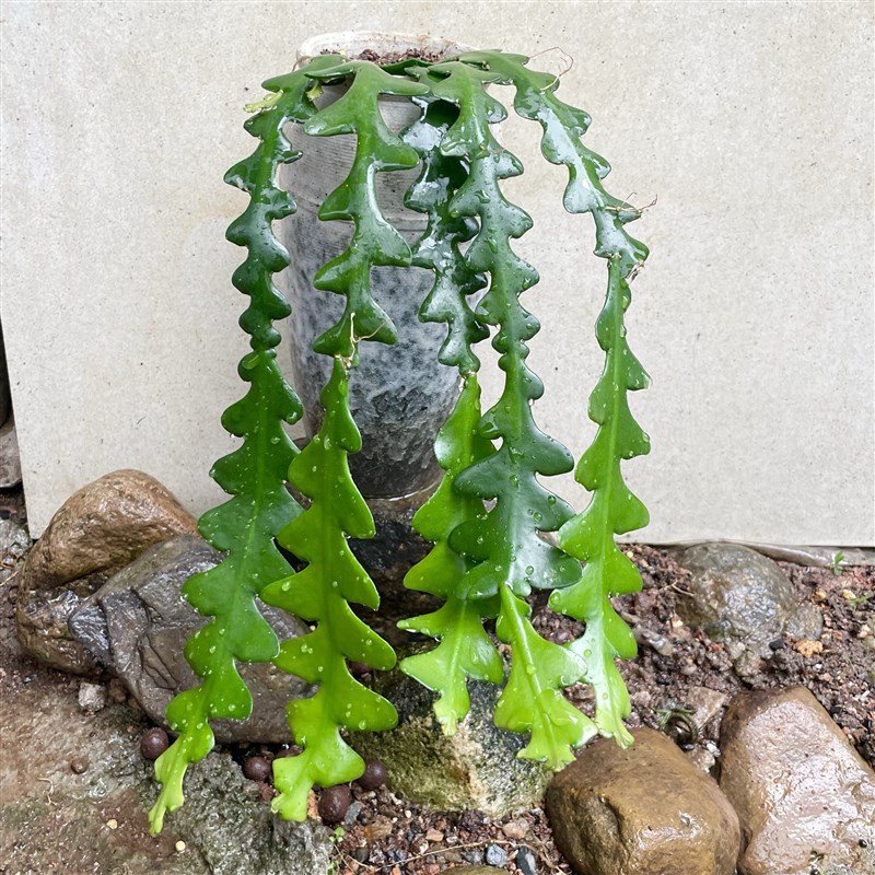鱼骨令剑多肉植物室内植物喜阴凉通风喜湿夏季开花