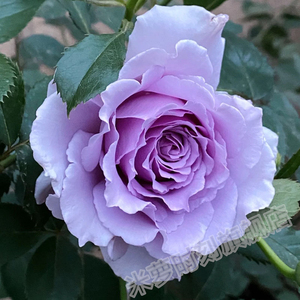 爽月季花苗河本中大花紫色多季浓香盆栽阳台玫瑰花庭院花勤花灌木