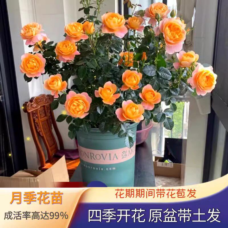 果汁阳台月季盆栽四季开花卉玫瑰鲜花带花苞阳台爬藤植物蔷薇花苗
