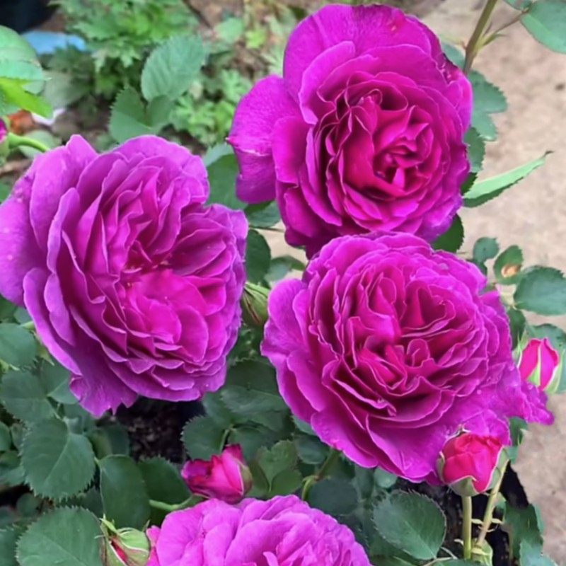 比利时大花浓香月季花苗密涅瓦玫瑰阳台庭院花卉绿植盆栽四季开花,鲜花速递/花卉仿真/绿植园艺,月季/蔷薇/玫瑰,淘宝优惠券,粉丝福利购,淘宝优惠卷