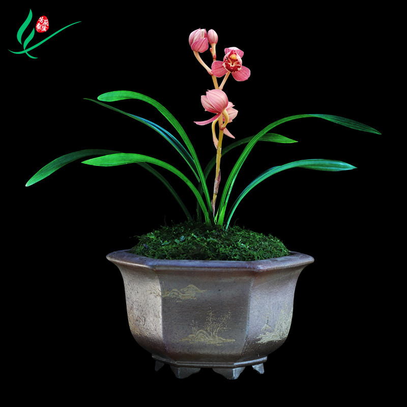 建兰兰花四季中华红荷浓香花卉盆景盆栽土绿植带草植物花苞名贵苗