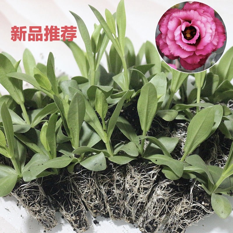 洋桔梗小苗 重瓣丽钵花 易种室内外兰铃花 四季开花 观花植物盆栽
