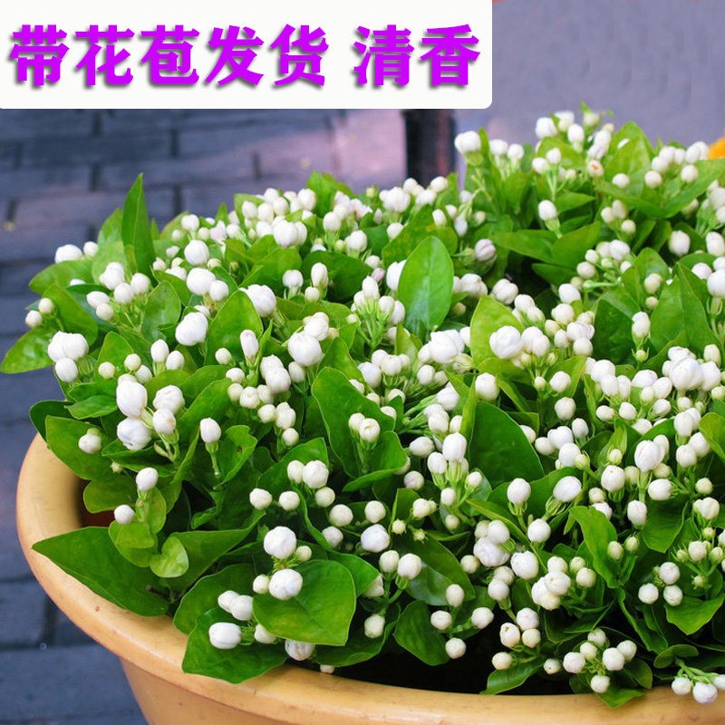 重瓣大叶栀子花盆栽开花浓香四季好养室内阳台庭院观花卉办公客厅,鲜花速递/花卉仿真/绿植园艺,绣球/木绣球/木本植物,淘宝优惠券,粉丝福利购,淘宝优惠卷