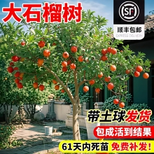 特大突尼斯软籽石榴树嫁接无籽树苗盆栽地栽庭院别墅老桩盆景果树