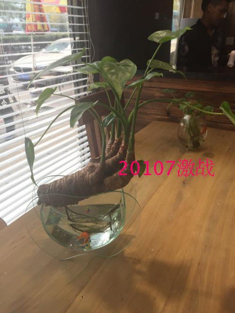 包成活 水培植物横养千手观音盆景小叶滴水观音土培盆栽水生绿植